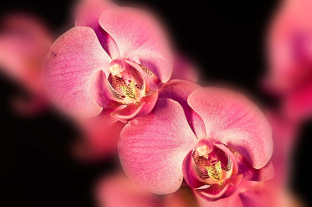 Orchidee