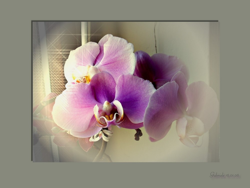 Orchidee