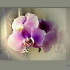 Orchidee