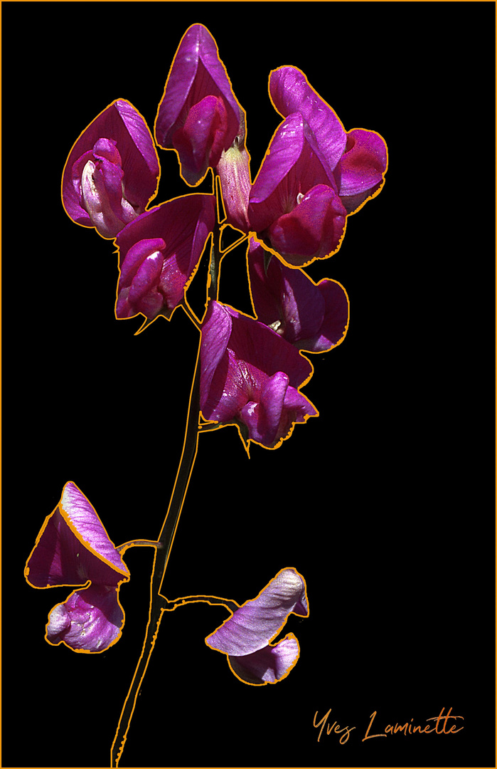 Orchidée