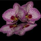 Orchidee