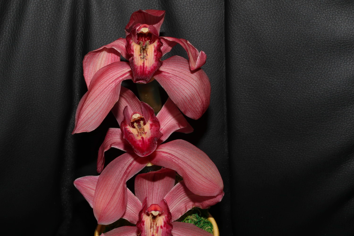 Orchidee