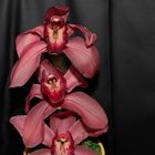 Orchidee