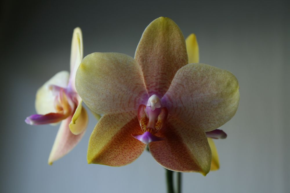 Orchidee