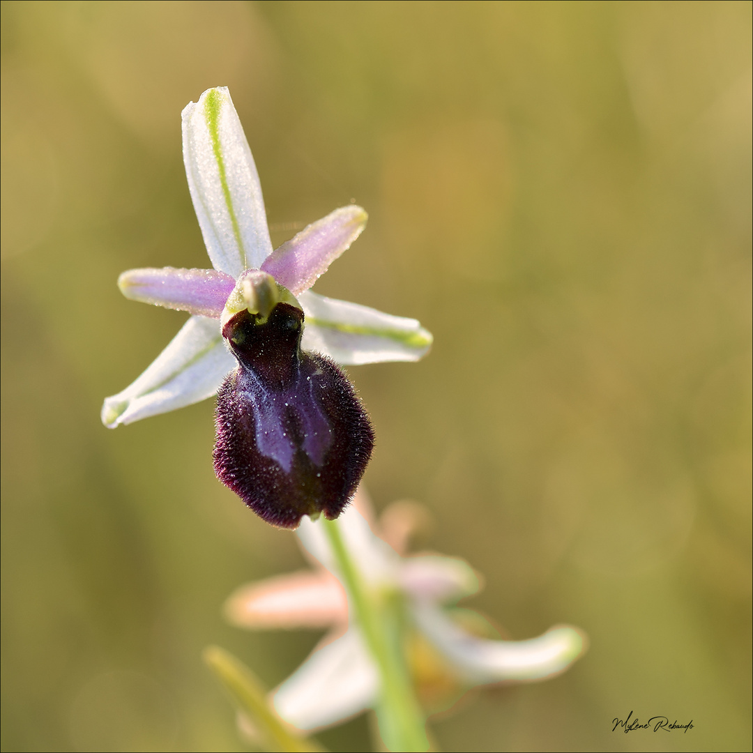 Orchidée