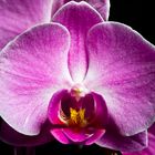 Orchidee