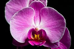 Orchidee