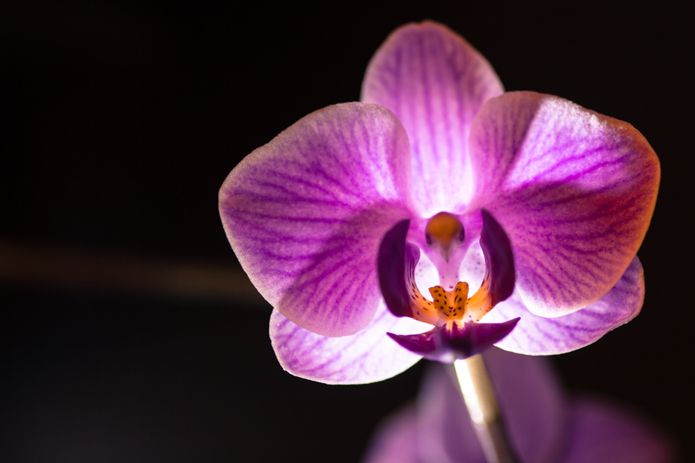 Orchidee