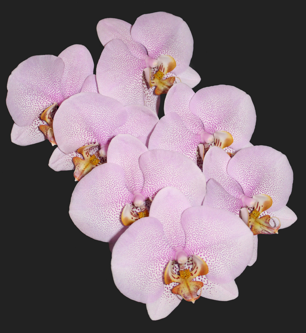Orchidee .....