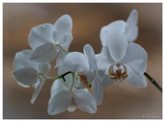 Orchidee