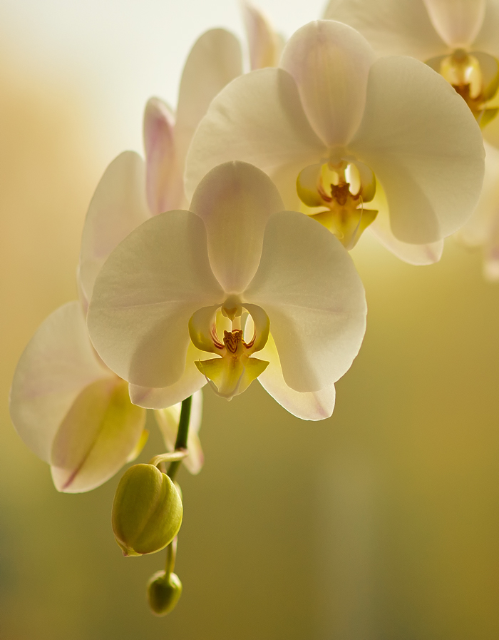 Orchidee