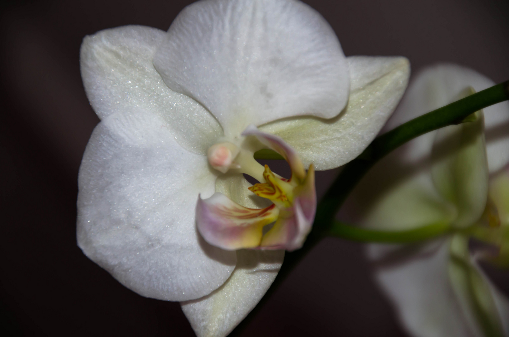 Orchidee