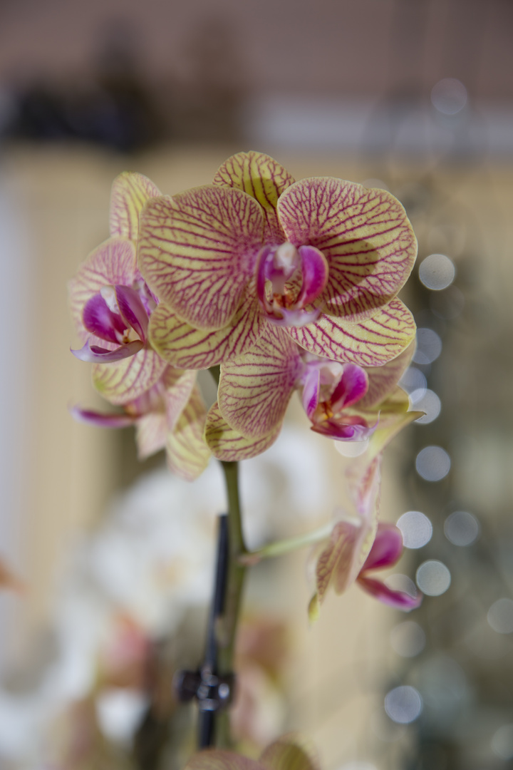 Orchidee