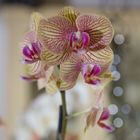 Orchidee