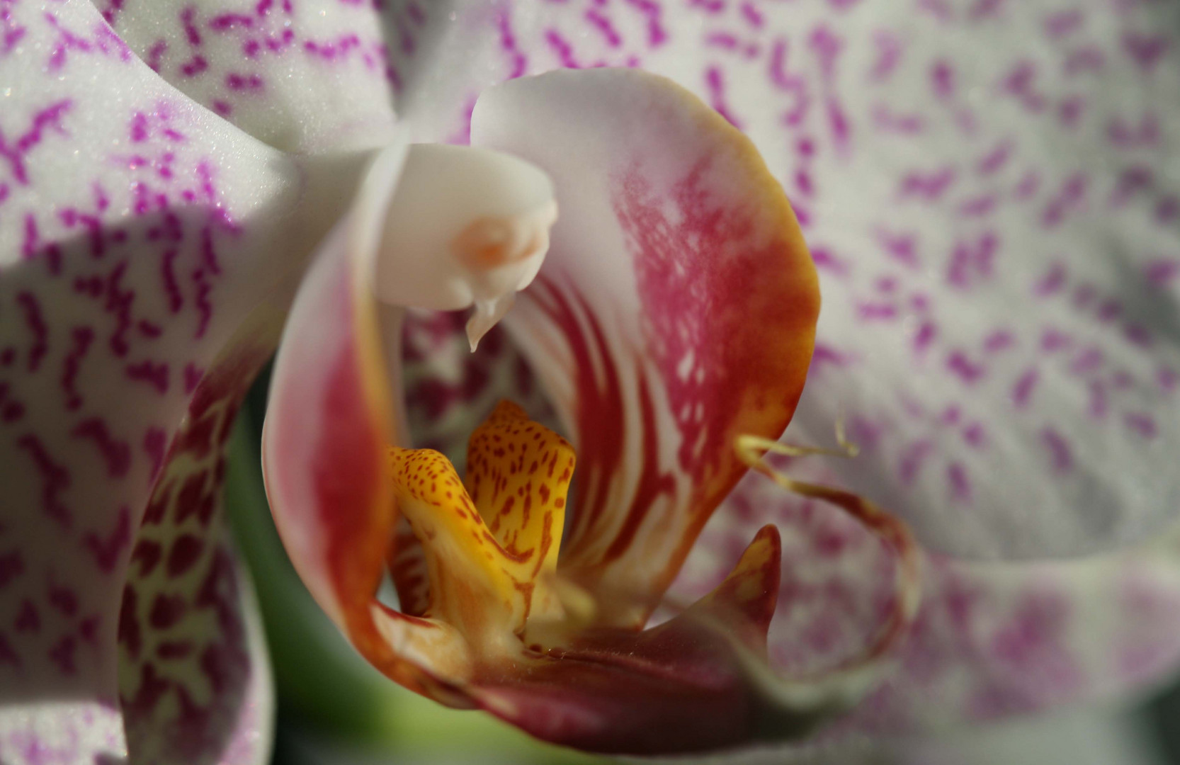 Orchidee