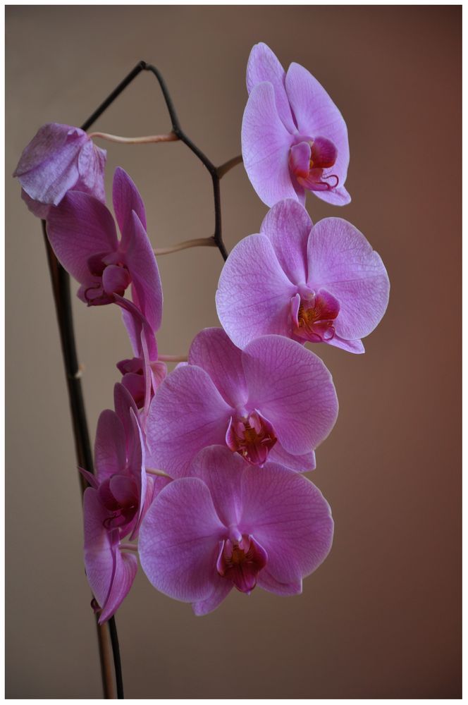 .Orchidee
