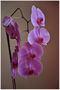 .Orchidee von Sergej WEBER 