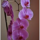 .Orchidee