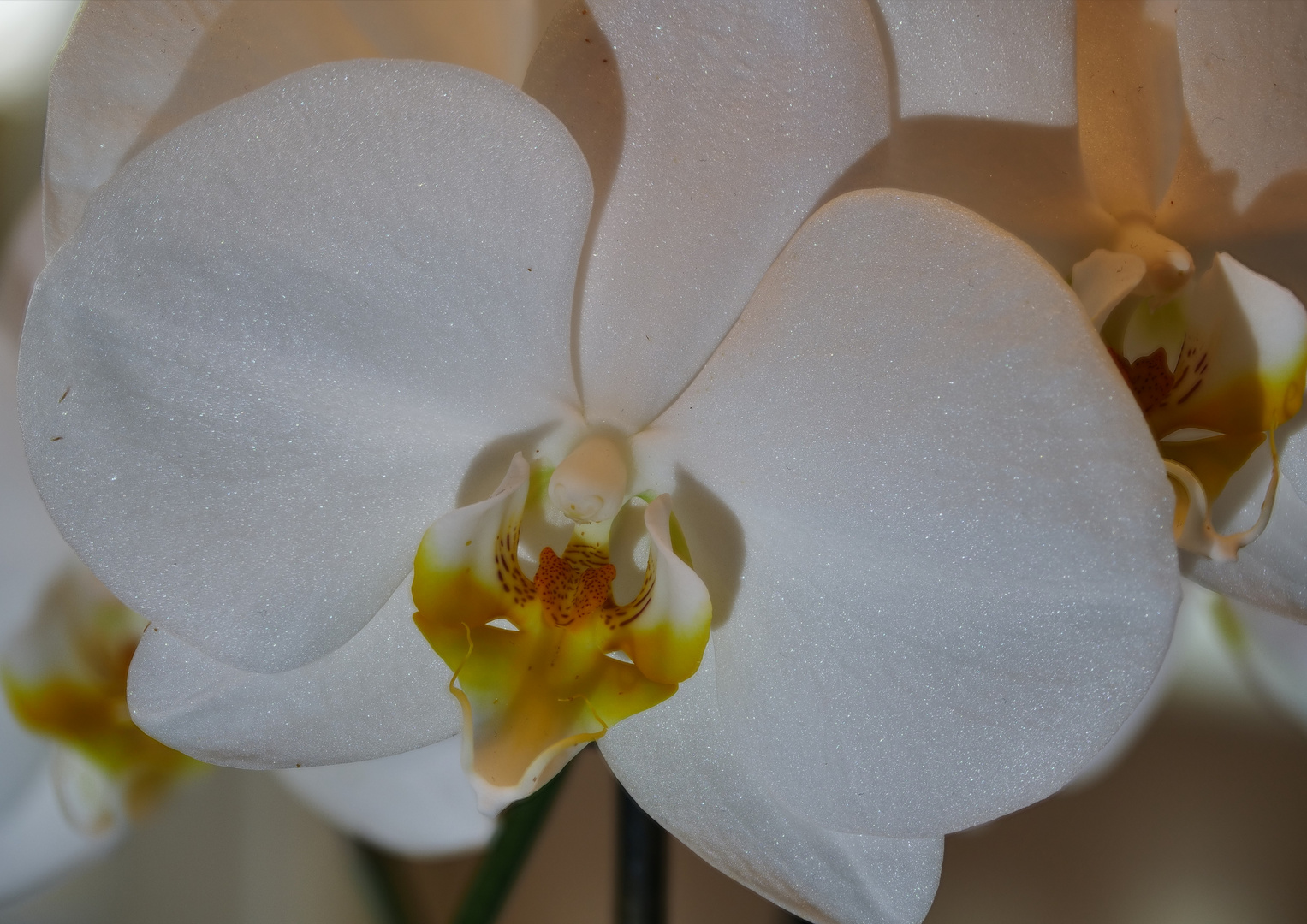 Orchidee