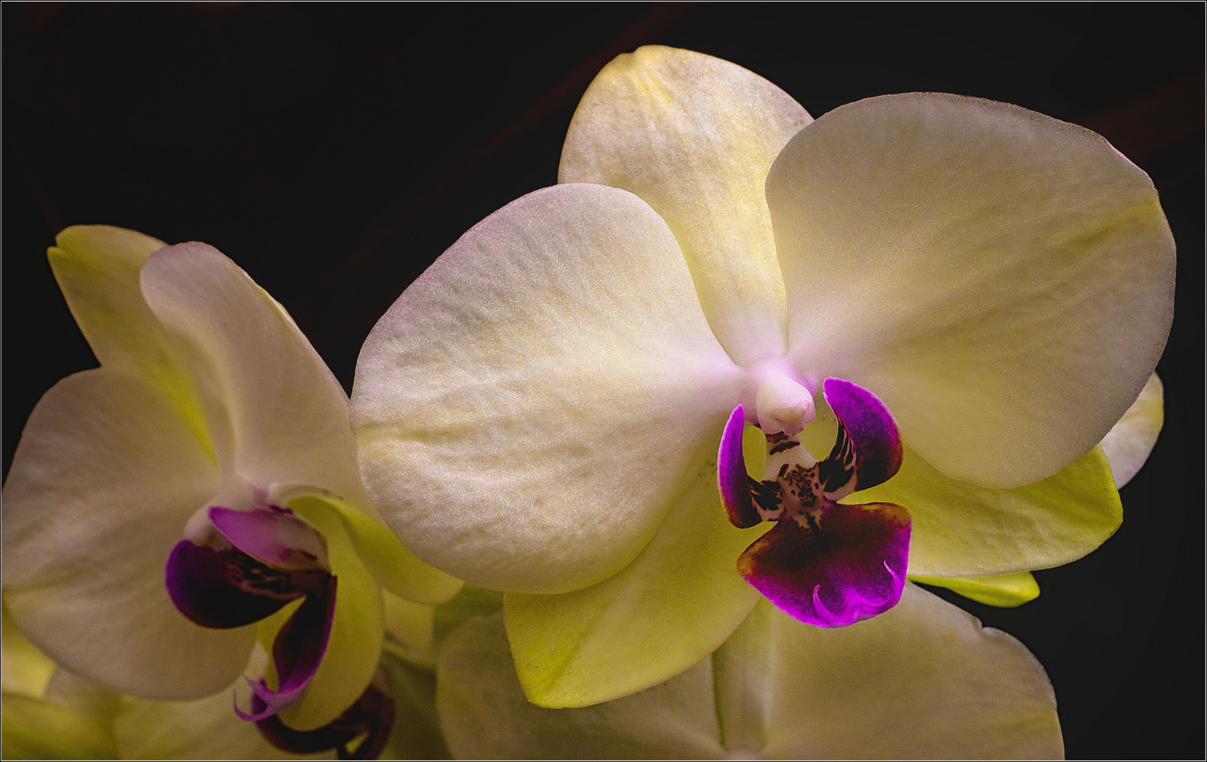 Orchidee