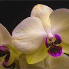 Orchidee