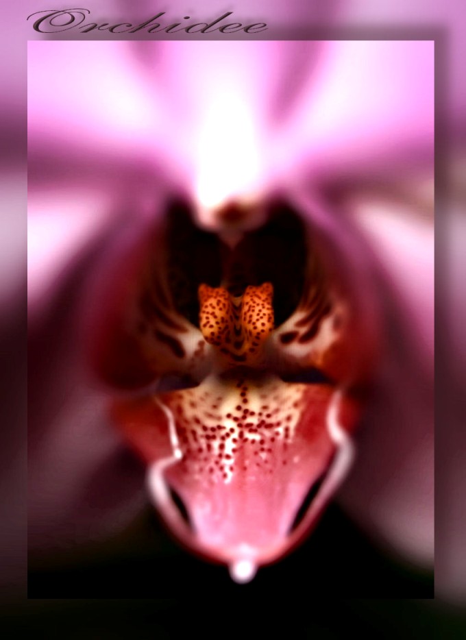 Orchidee