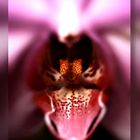 Orchidee