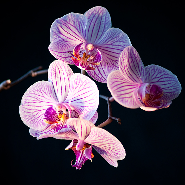 Orchidee