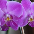 Orchidee