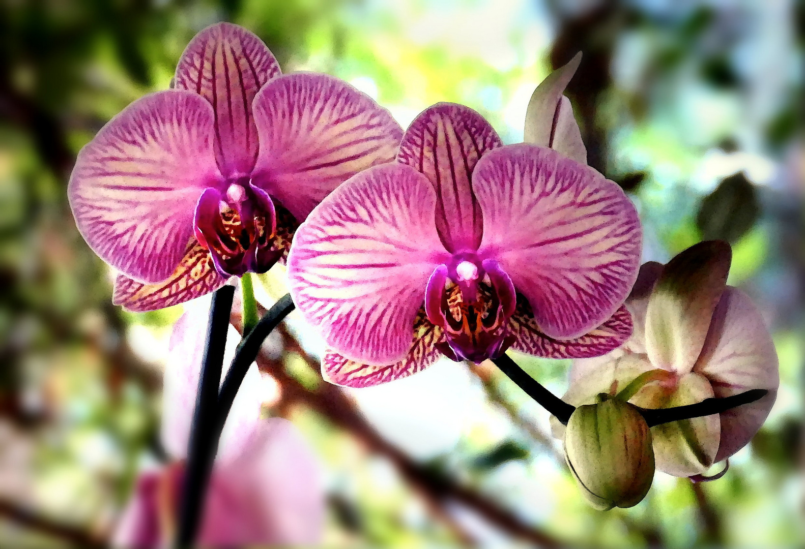 Orchidee