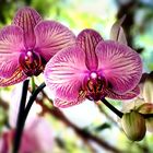 Orchidee