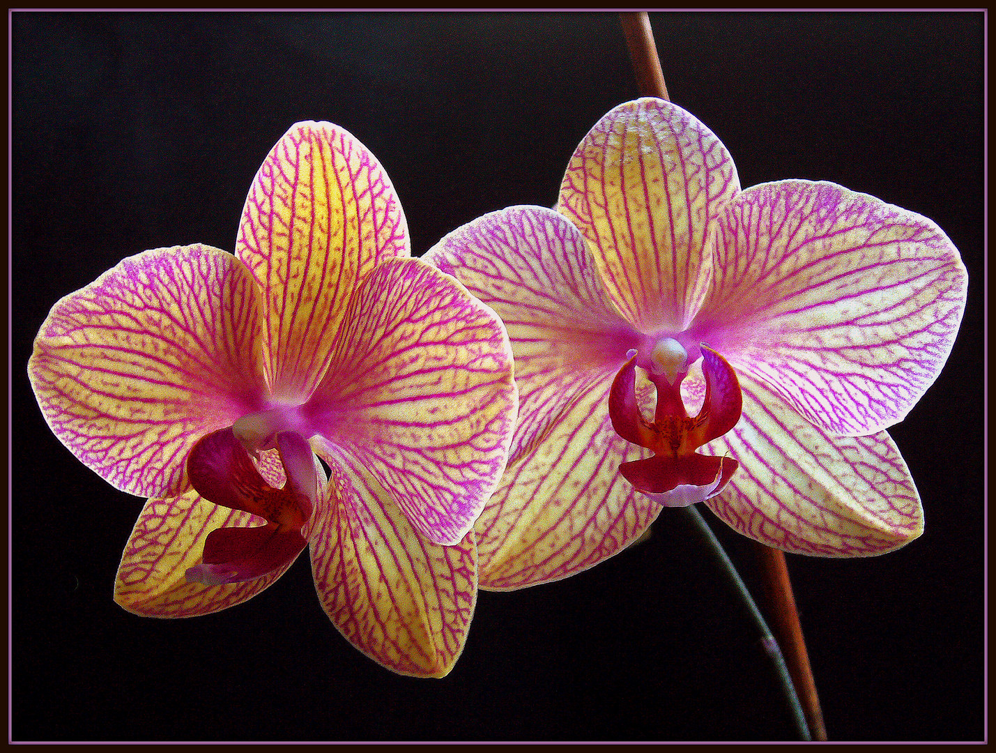 Orchidee