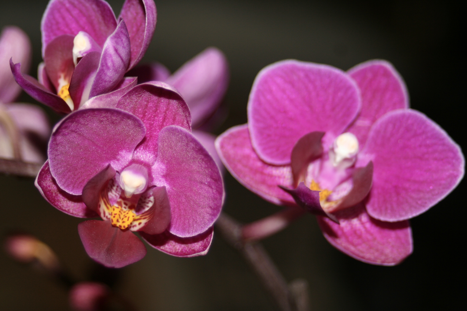 Orchidee