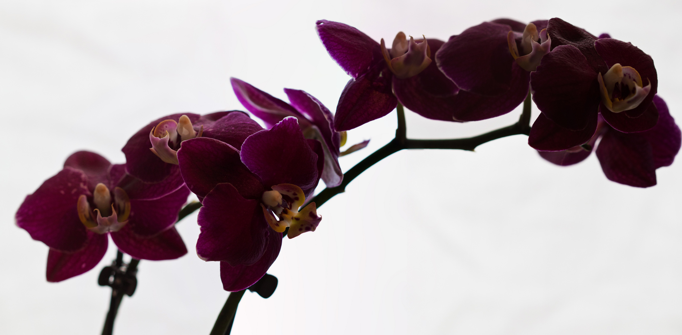 Orchidee