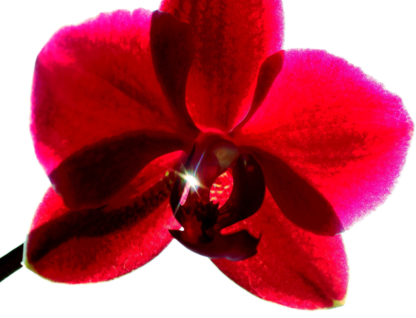 Orchidee