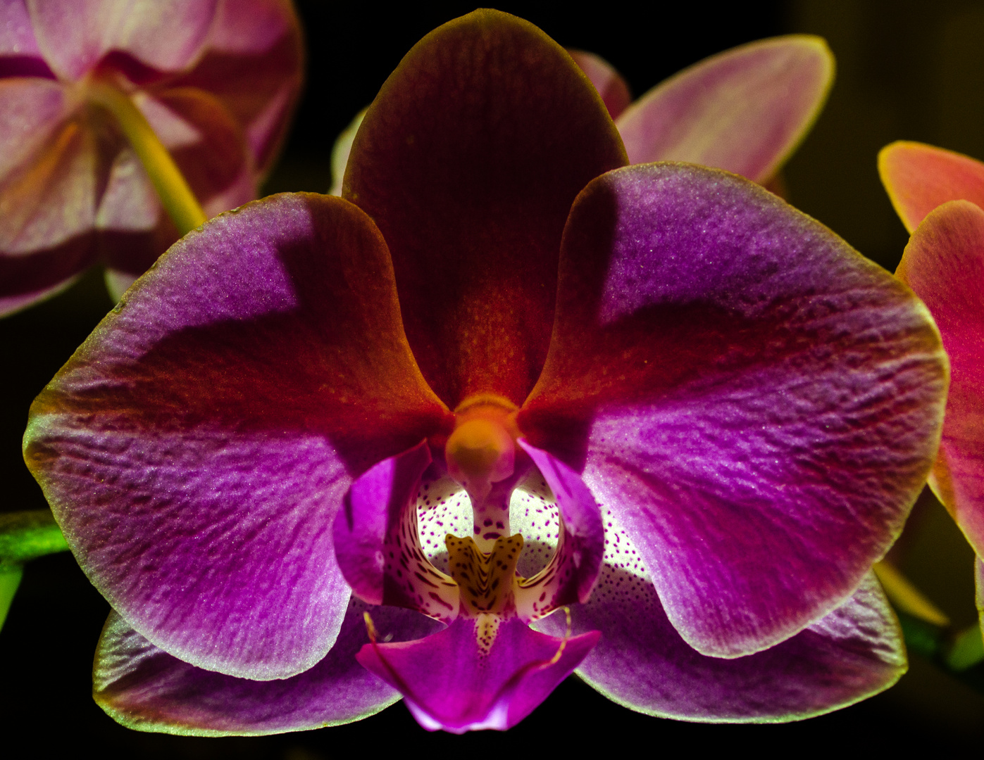 Orchidee