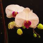 Orchidee