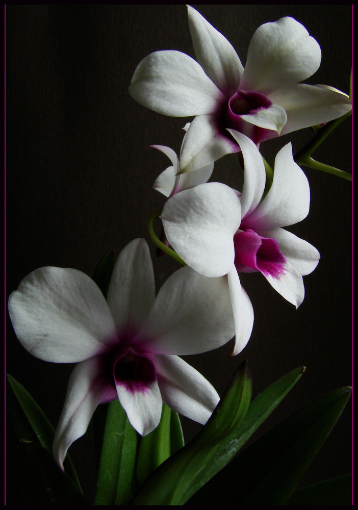 Orchidee