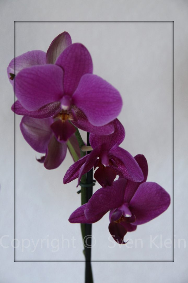 Orchidee