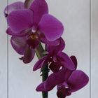 Orchidee