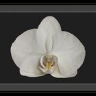 Orchidee , eigene Züchtung