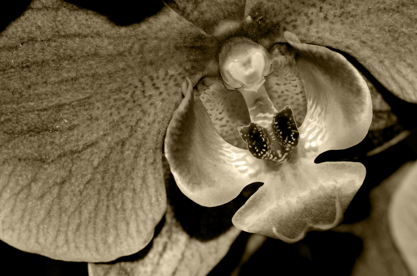 Orchidee , ein Versuch