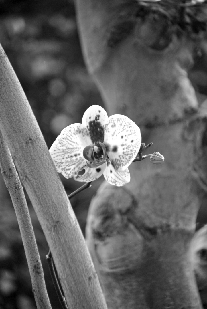 Orchidee einer der schönsten blume