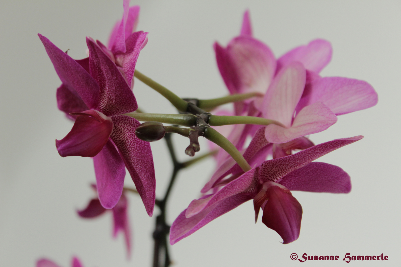 Orchidee einmal anders