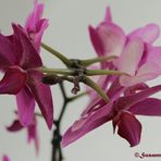 Orchidee einmal anders