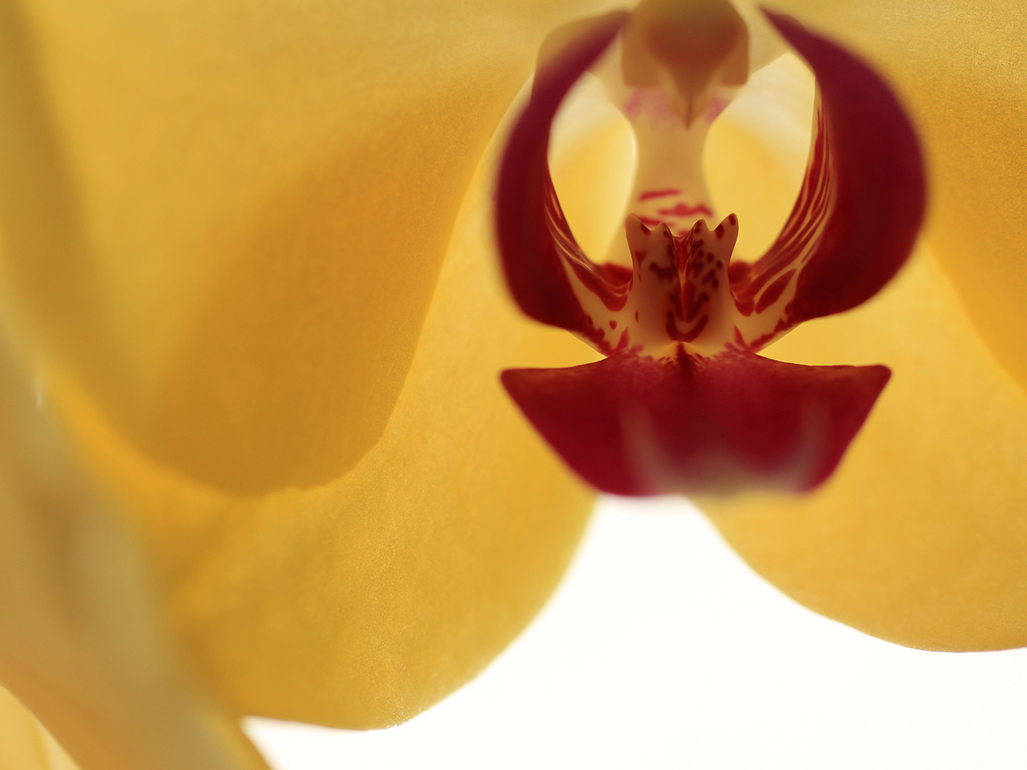 Orchidee eins für Einsendeaufgabe