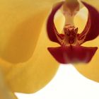 Orchidee eins für Einsendeaufgabe