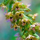 Orchidée Ellebore, Epitactis Helleborine