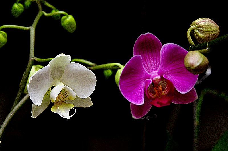 Orchidée en intérieur 2