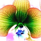 Orchidee-Erotic I